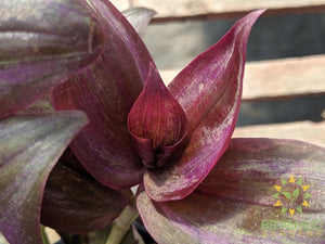 Foliage on Wandering Jew, Buy online