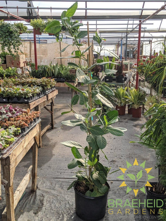 Large Ficus Audrey - NO SHIP