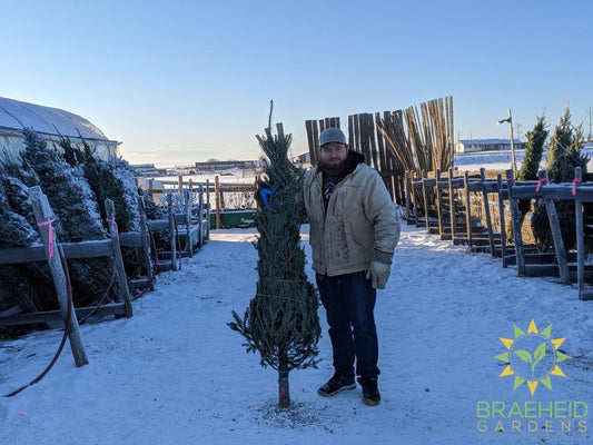 Balsam Fir Christmas Tree