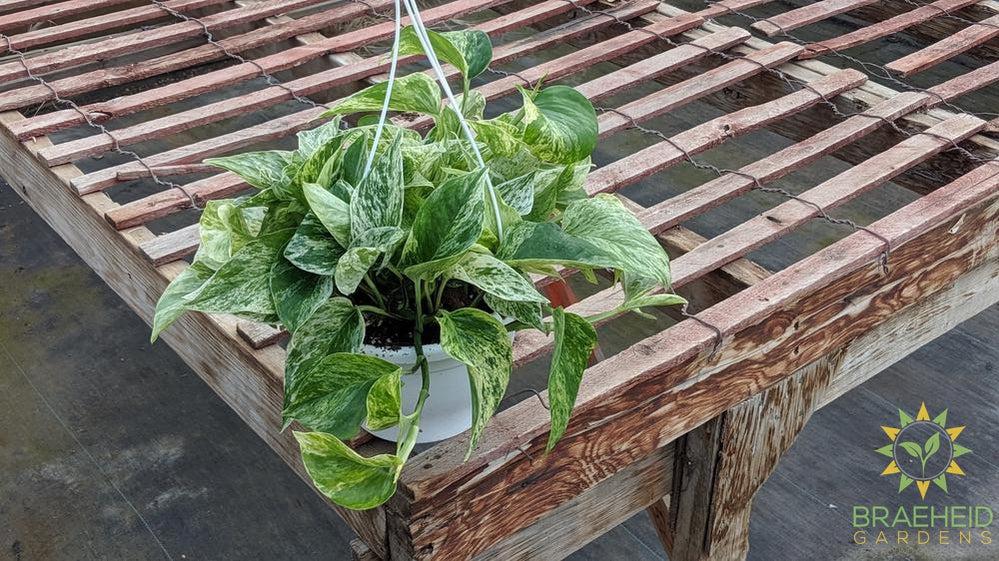 Shop for Marble Queen Hanging Basket in Canada