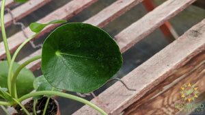 Pilea peperomioides