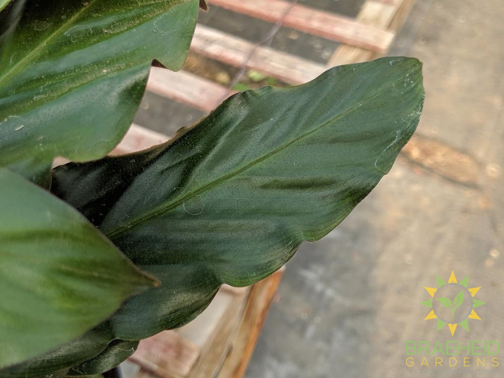 Calathea Velvet leaf - Calathea Rufibarba