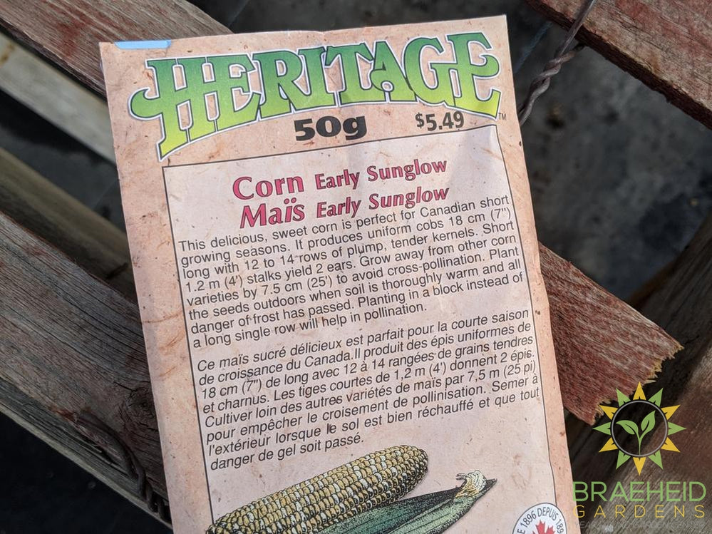 Early Sunglow Corn Heritage Seed