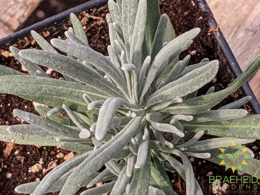 Herb Lavender 'Hidcote Blue' -NO SHIP-