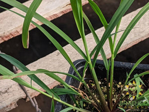 Herb Lemon Grass -NO SHIP-