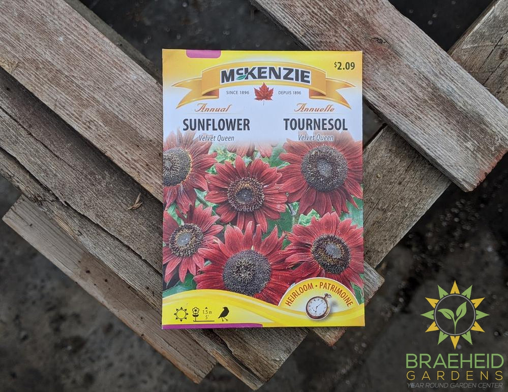 Velvet Queen Sunflower McKenzie Seed