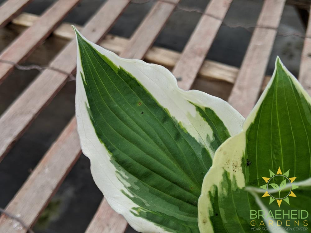 Patriot Hosta - NO SHIP