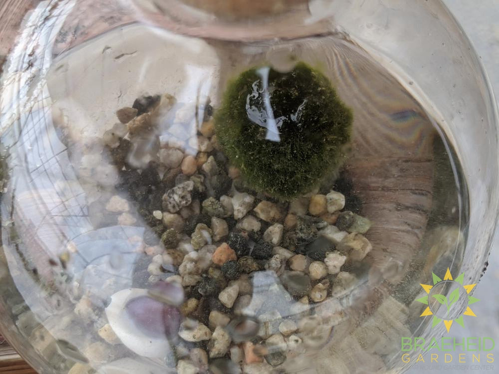Marimo Moss Ball in Vase