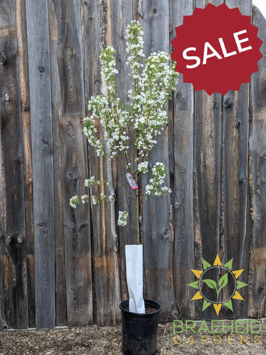 Spring Snow Crabapple (No-Fruit)- Tree for sale, Grown in Grande Prairie -Braeheid Gardens Ltd. on Emerson Trail