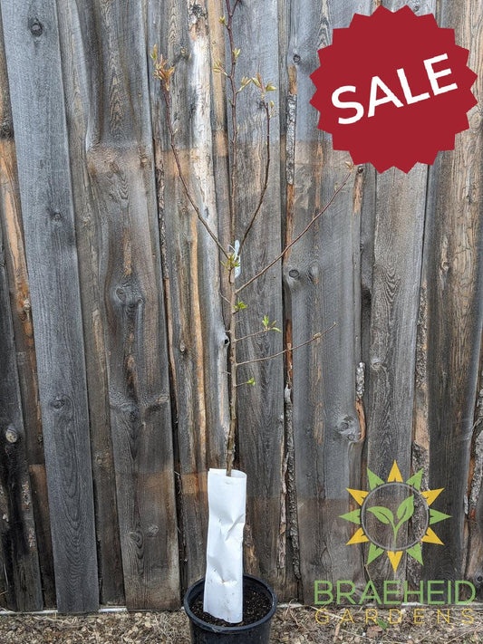 Golden Spice Pear- Tree for sale, Grown in Grande Prairie -Braeheid Gardens Ltd. on Emerson Trail