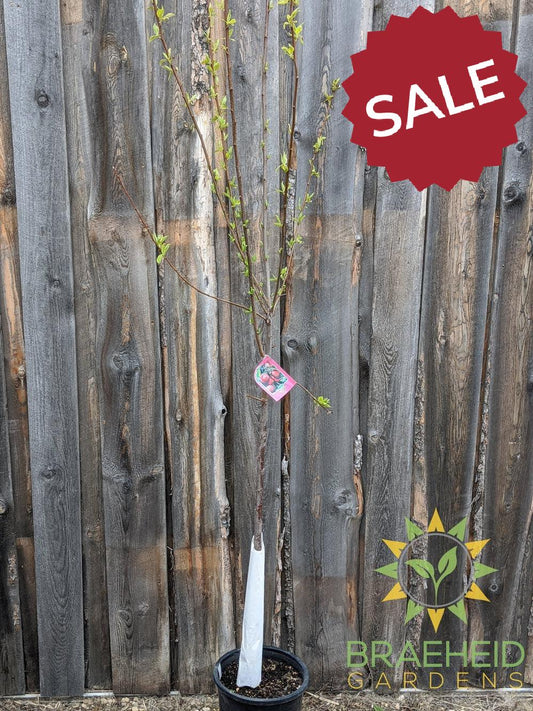 Pembina Plum- Tree for sale, Grown in Grande Prairie -Braeheid Gardens Ltd. on Emerson Trail
