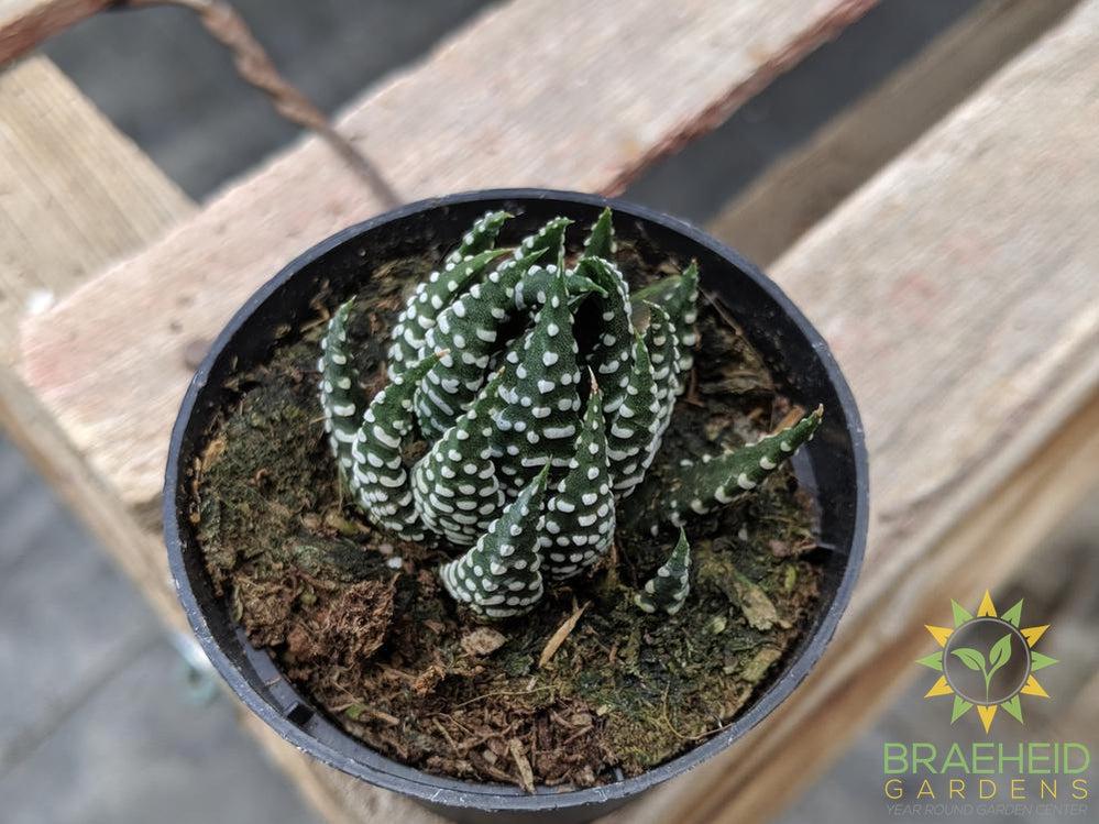Haworthia reinwardtii (Zebra Wart)