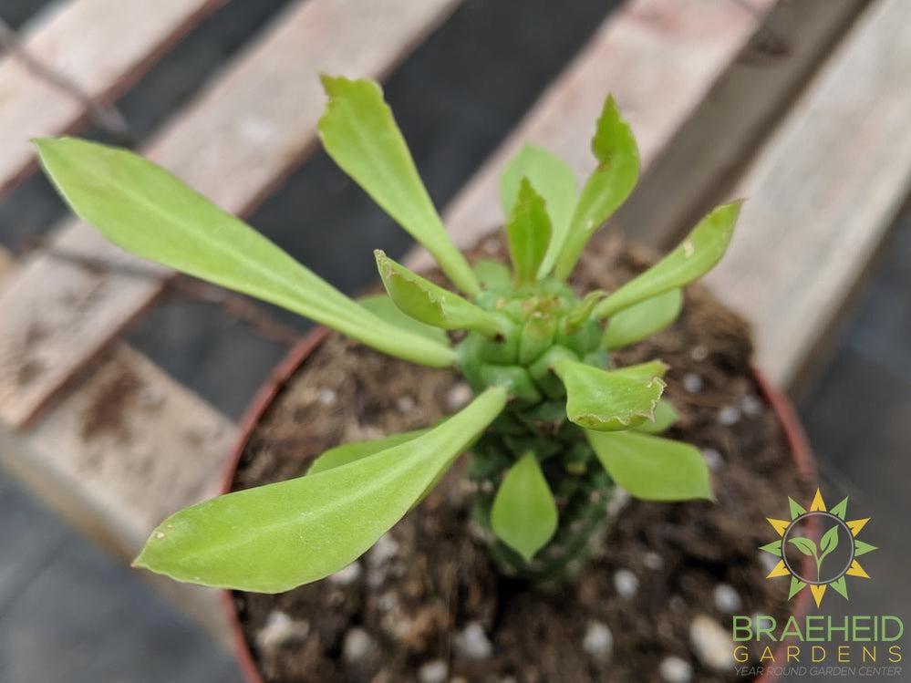 Monadenium Guenteri