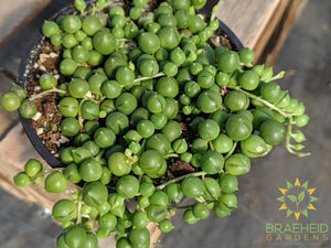 String of Pearls