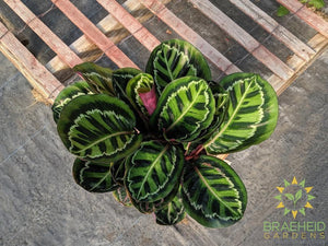 Calathea Illustris