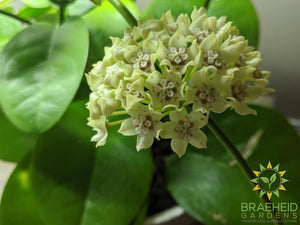 Hoya Australis Grande Flower
