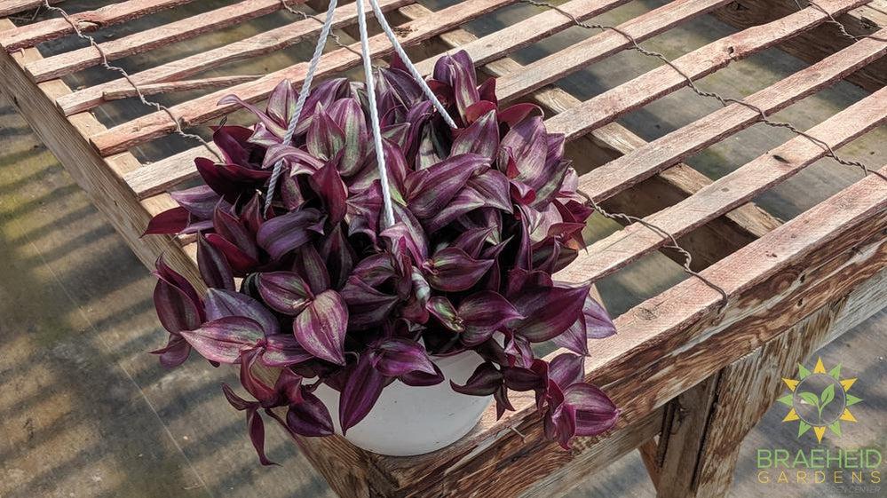 Large Zebra Wandering Jew - Hanging Basket - NO SHIP -
