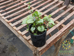 Looking Glass Brunnera
