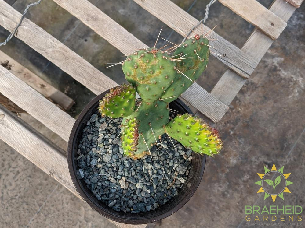 Opuntia Polycantha 'Cream to white' - Cold Hardy