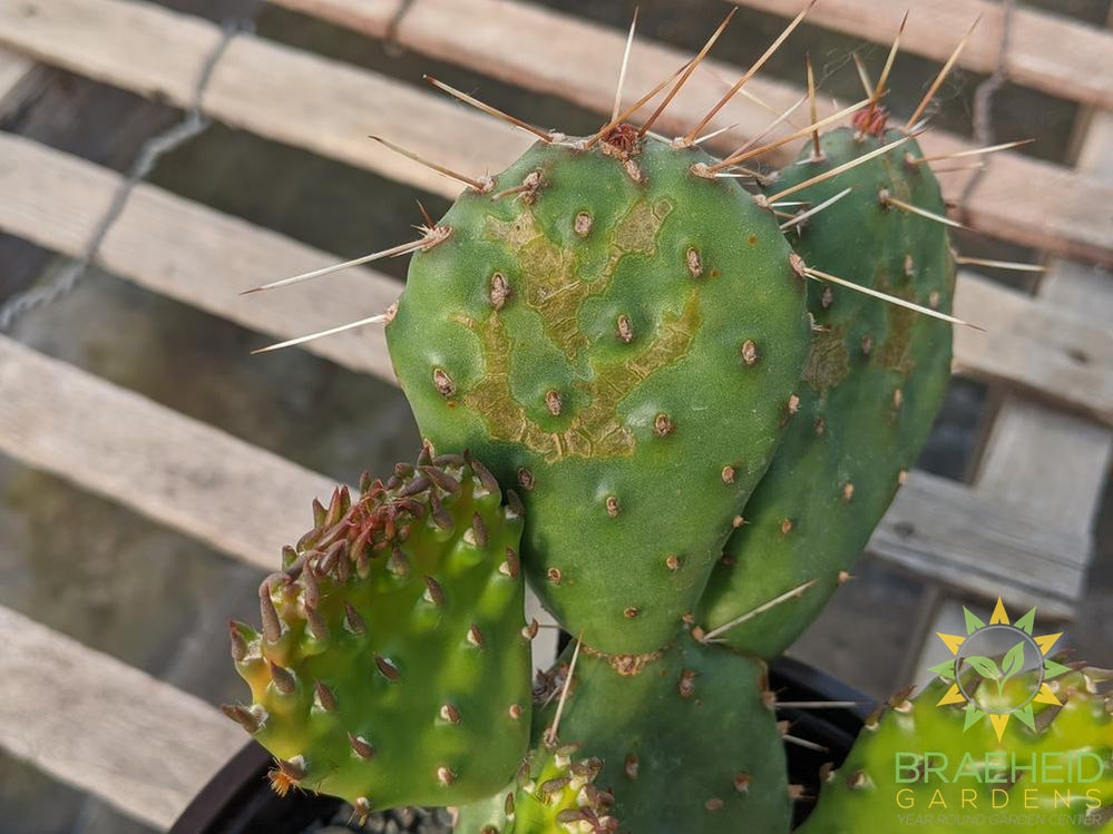 Opuntia Polycantha 'Cream to white' - Cold Hardy