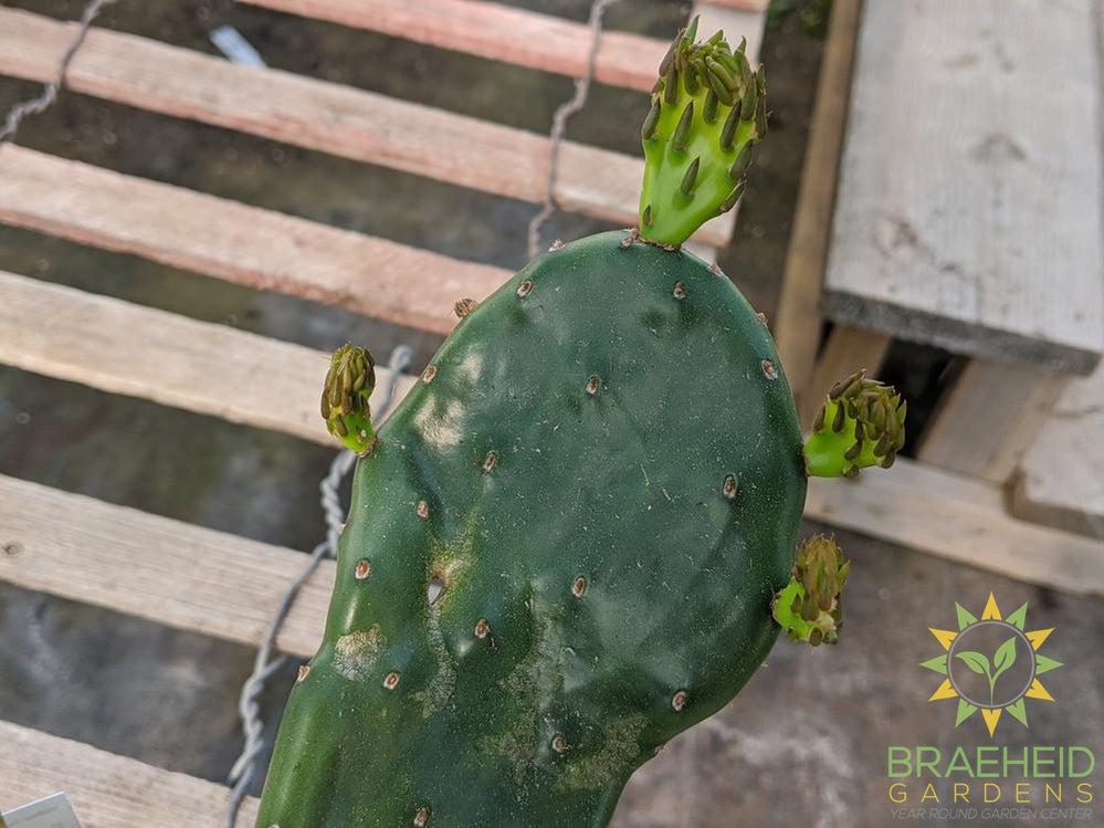 Opuntia 'Compressa' yellow flower - Cold Hardy