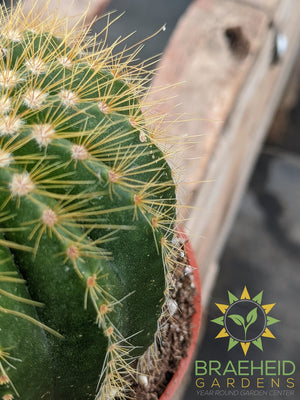 Cactus - Parodia Warasii