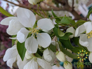 Spring Snow Crabapple (No-Fruit)