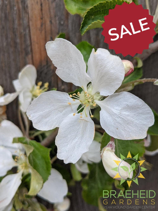 Rescue Crabapple- Tree for sale, Grown in Grande Prairie -Braeheid Gardens Ltd. on Emerson Trail
