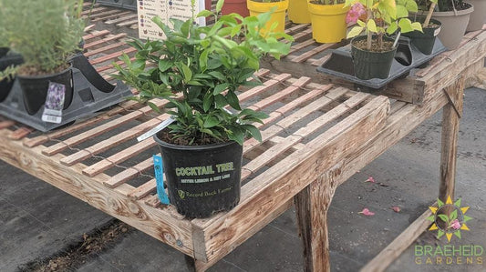 Cocktail Tree - NO SHIP -