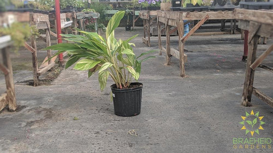 Large Alpinia Ginger Variegated - NO SHIP