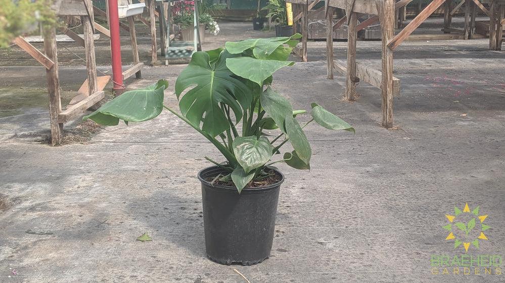 Split leaf Philodendron for sale, Alberta