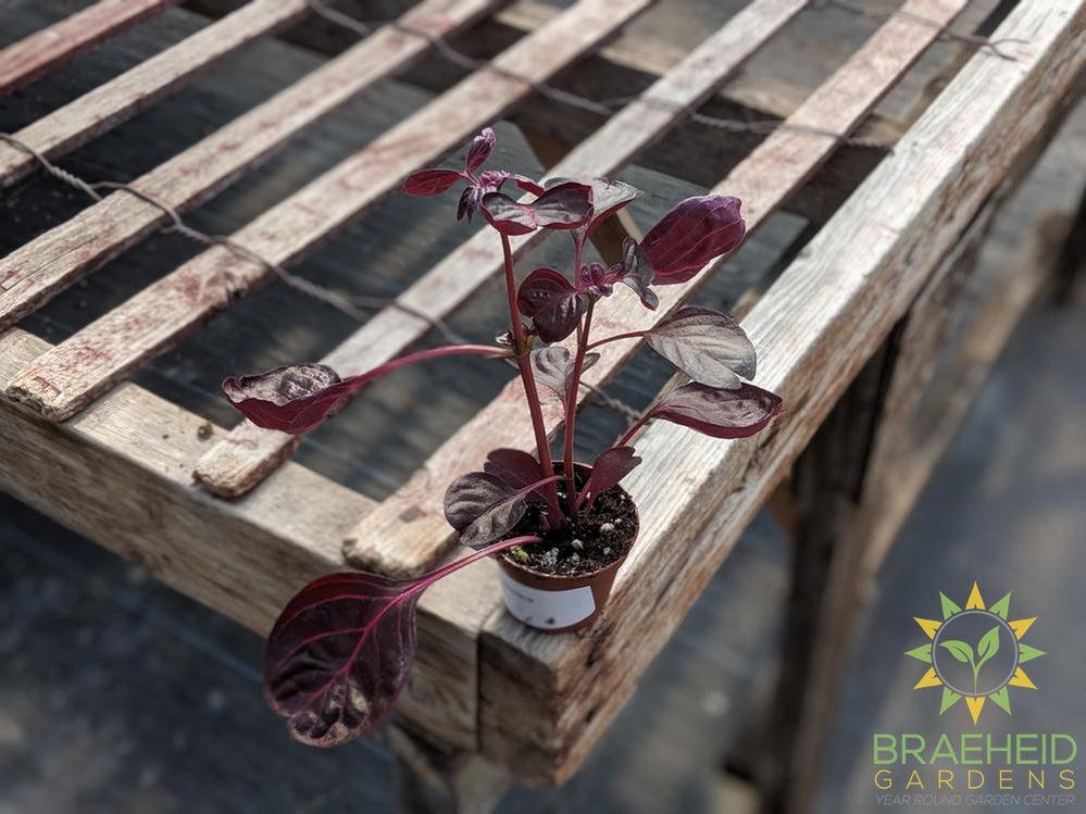 Bloodleaf plant