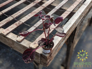 Bloodleaf plant