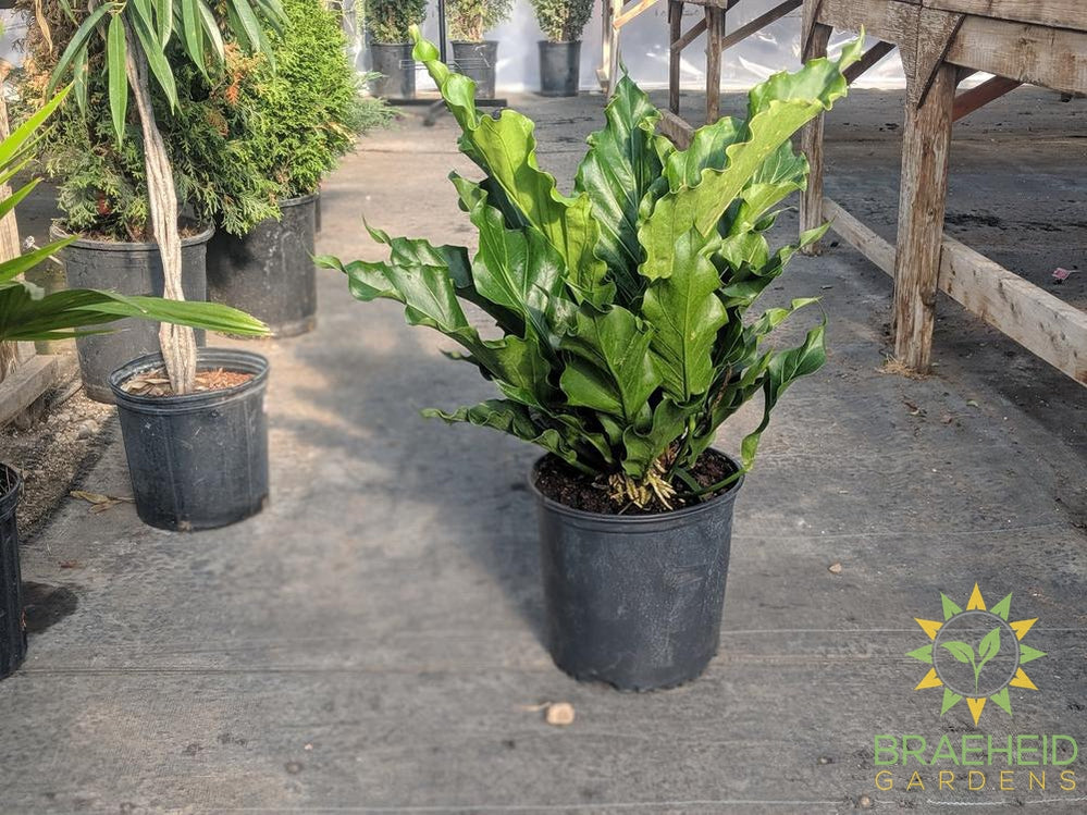 Large Anthurium Hookerii - NO SHIP