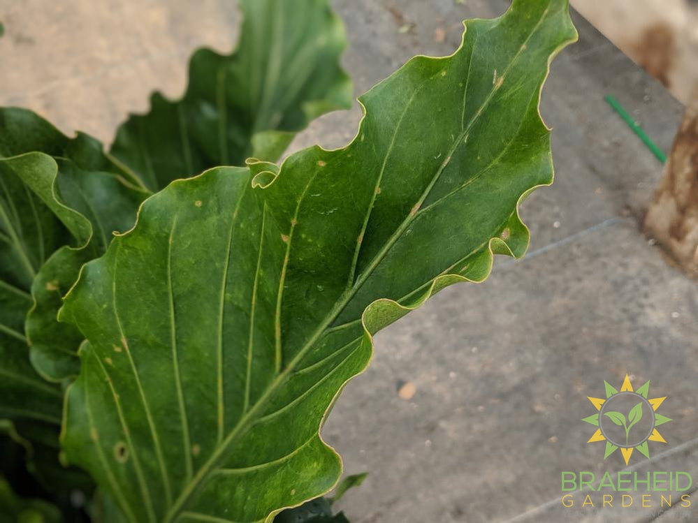 Large Anthurium Hookerii - NO SHIP