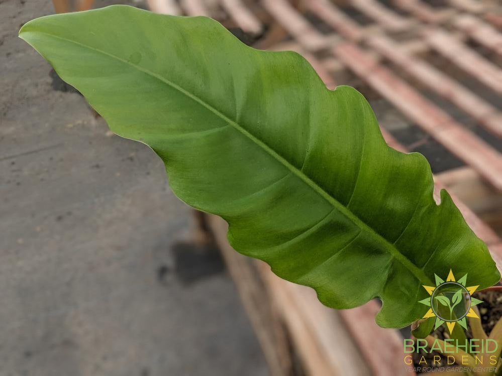 Philodendron Narrow Green (Tiger tooth)