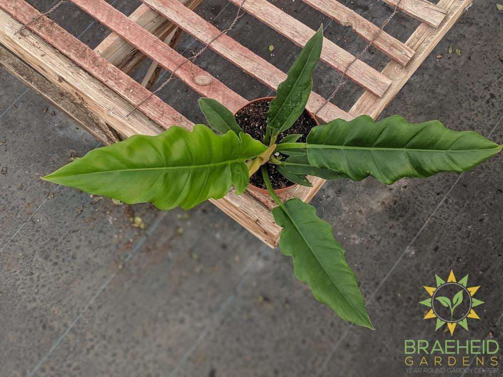 buy philodendron online canada Buy Philodendron Narrow Green (Tiger tooth) online in Canada – Braeheid Gardens Ltd