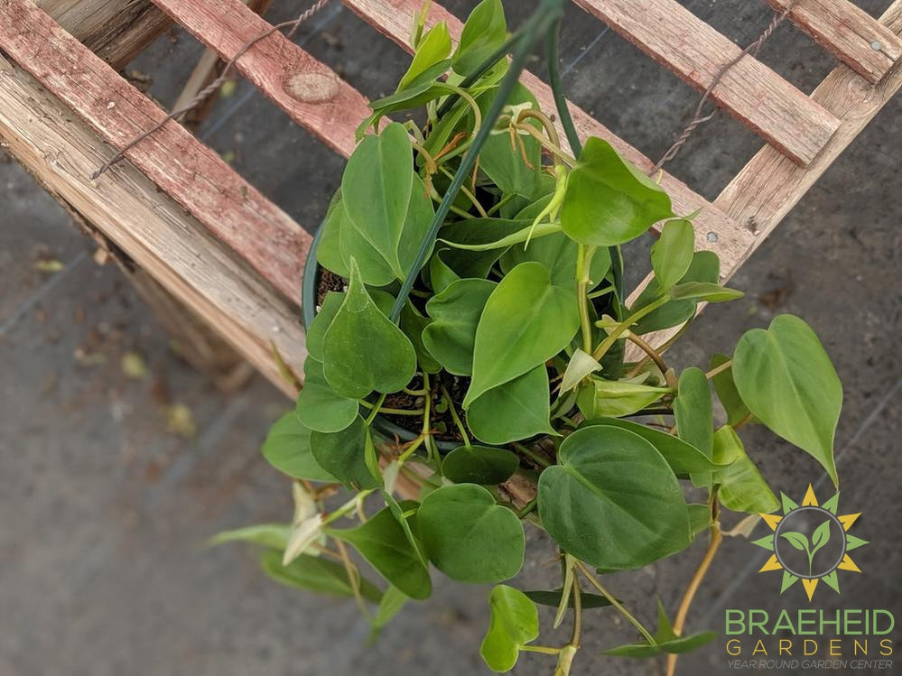 Heart Leaf Philodendron Hanging Basket