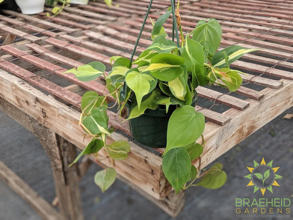 Order Brazil Philodendron plant Canada wide Shipping