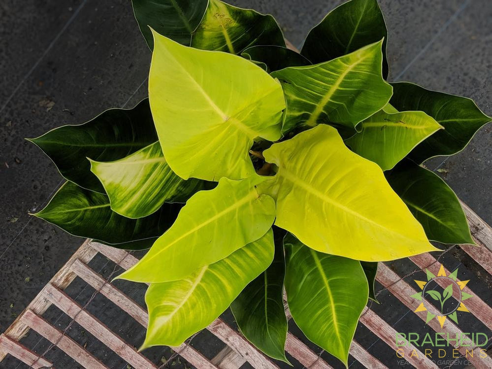 Large Moonlight Philodendron - NO SHIP