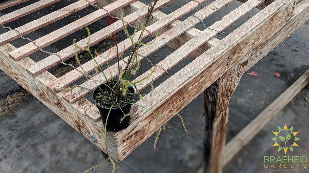 Sundew - Drosera Dichotoma Giant