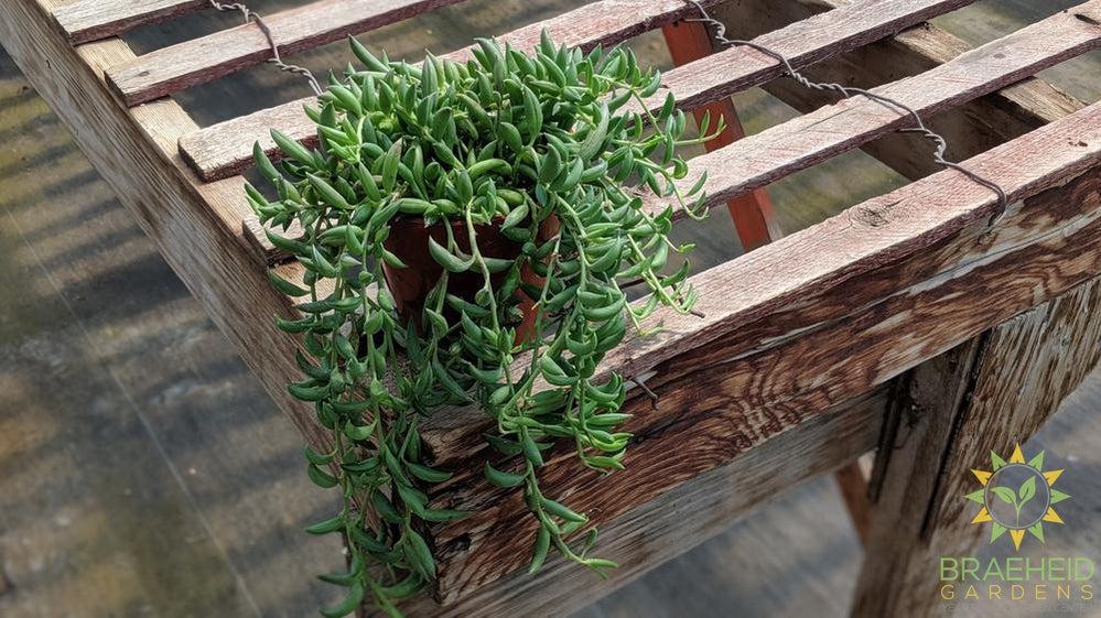 String of Beans