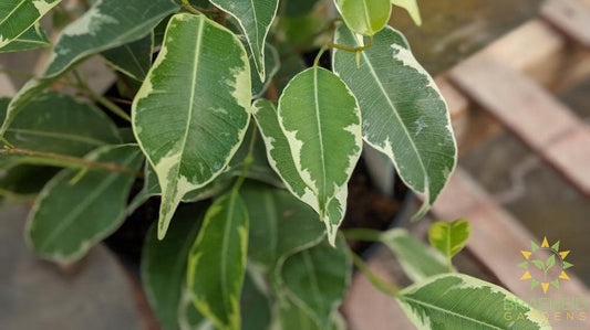 Variegated weeping Ficus Benjamina