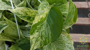 Marble Queen Leaf shape and Color