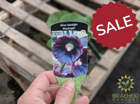 Hollyhock 'Blacknight' - NO SHIP -