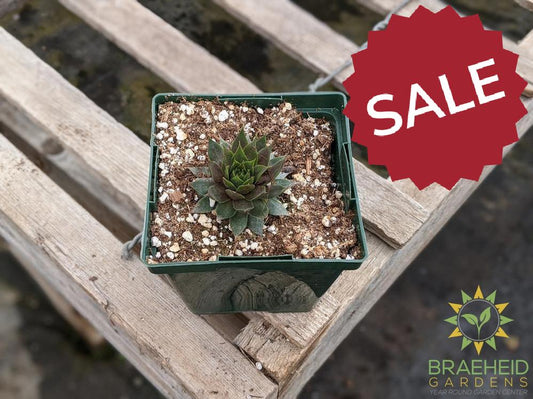 Sempervivum 'Red Beauty'