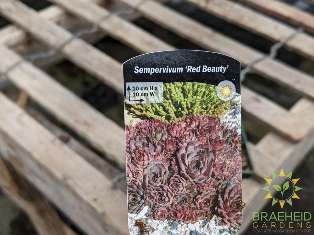 Sempervivum 'Red Beauty'