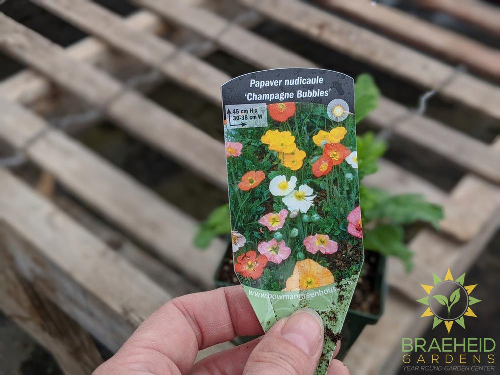 Iceland Poppy 'Champagne Bubbles' - NO SHIP -