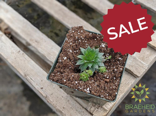 Sempervivum 'Sunset'