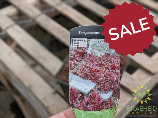 Sempervivum 'Sunset'